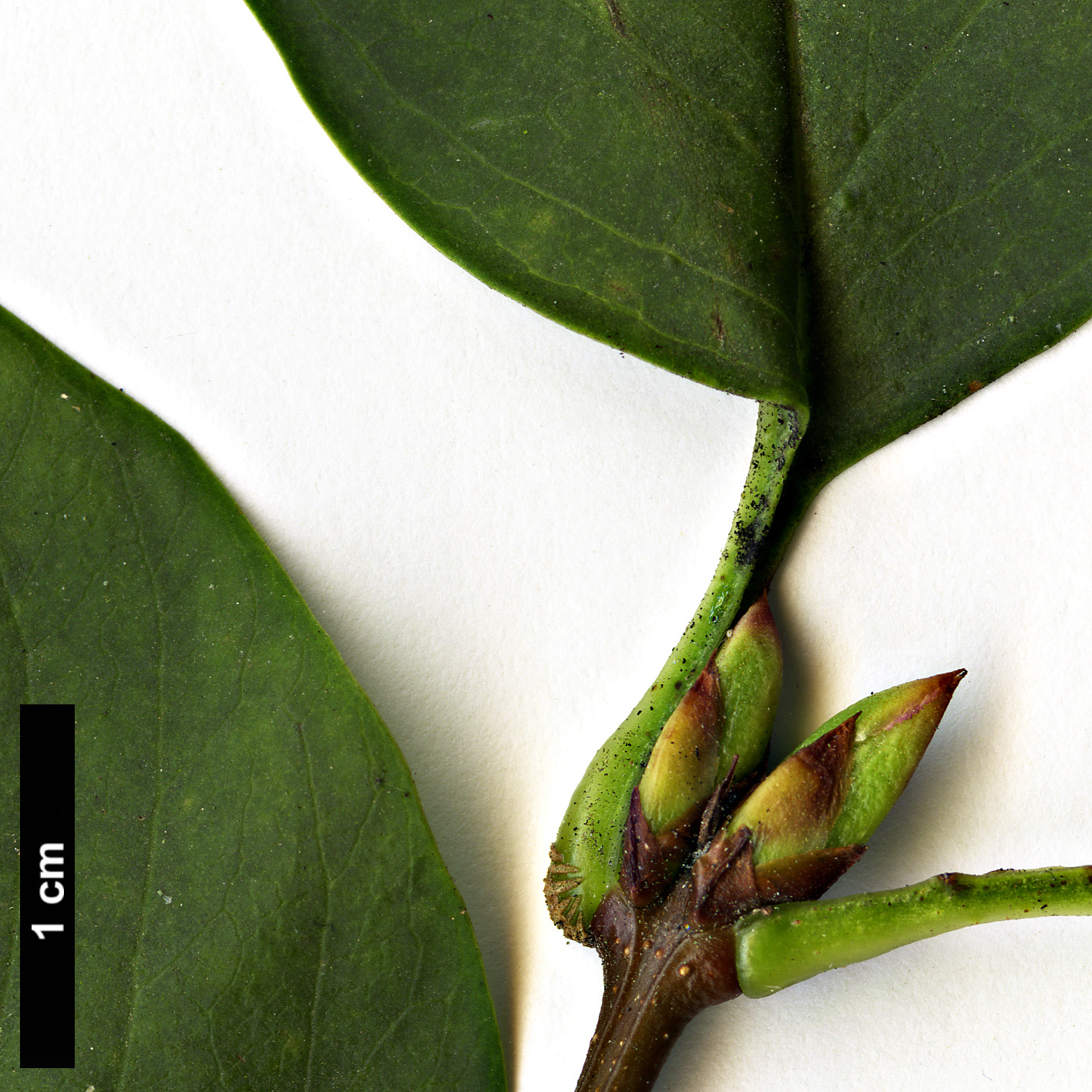 High resolution image: Family: Oleaceae - Genus: Syringa - Taxon: ×chinensis (S.laciniata × S.vulgaris)